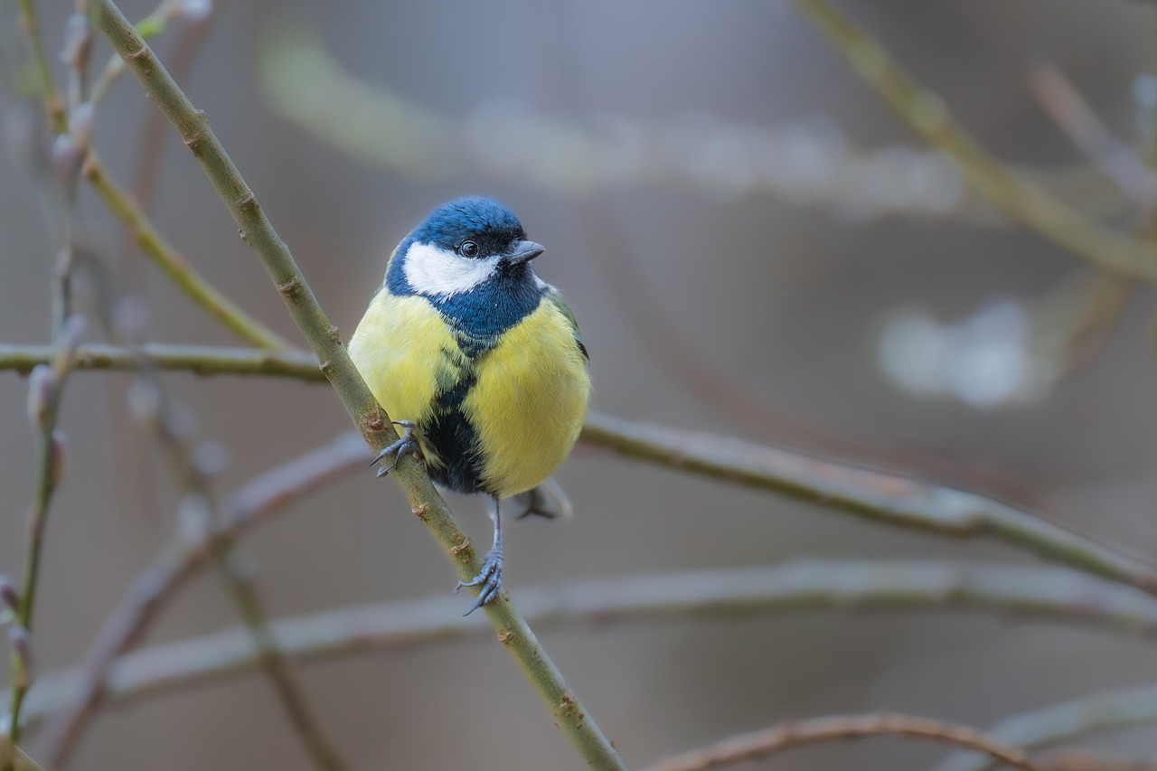 How to Identify Different Types of Tit Birds